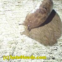 /home//u458753944/public_html/sourcegallery//////Insects and small critters/slugs snails leaches (Gastropoda and Annelida)/P5250532.JPG